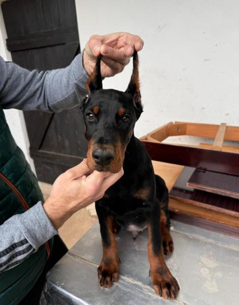 Доберман — фото 2